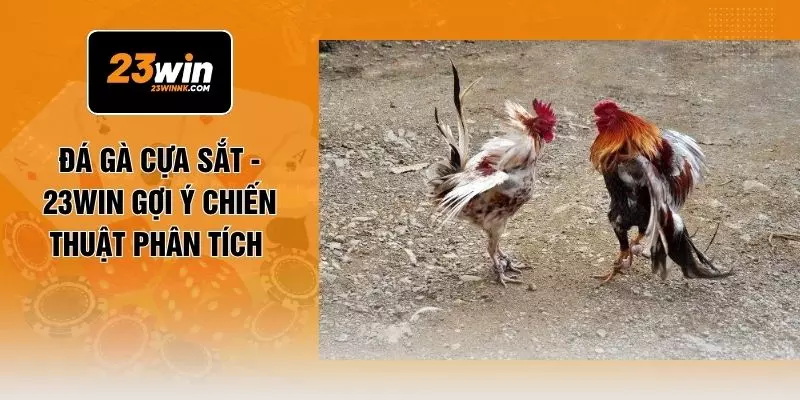 Đá Gà Cựa Sắt - 23WIN Gợi Ý Chiến Thuật Phân Tích 