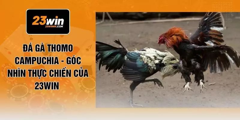 Đá Gà Thomo Campuchia - Góc Nhìn Thực Chiến Của 23WIN 