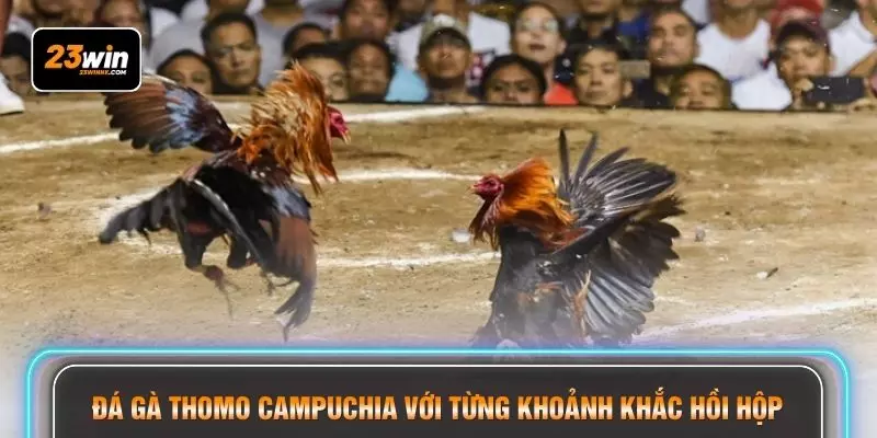 Đá gà Thomo Campuchia với từng khoảnh khắc hồi hộp